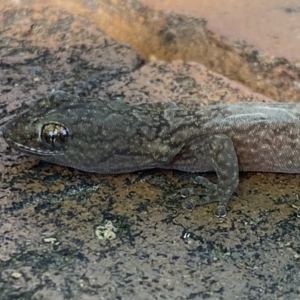 Christinus marmoratus at Macarthur, ACT - 20 Dec 2021 05:00 PM