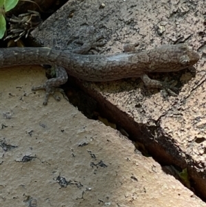 Christinus marmoratus at Macarthur, ACT - 20 Dec 2021 05:00 PM