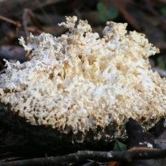 Unidentified Shelf-like to hoof-like & usually on wood at Bournda, NSW - 19 Dec 2021 by KylieWaldon