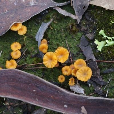 Lichenomphalia chromacea (Yellow Navel) at Bournda, NSW - 20 Dec 2021 by KylieWaldon