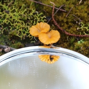 Lichenomphalia chromacea at Bournda, NSW - 20 Dec 2021