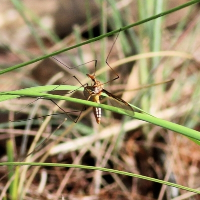 Leptotarsus (Leptotarsus) sp.(genus) (A Crane Fly) at Bournda National Park - 19 Dec 2021 by KylieWaldon
