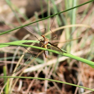 Leptotarsus (Leptotarsus) sp.(genus) (A Crane Fly) at Bournda, NSW - 19 Dec 2021 by KylieWaldon