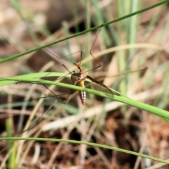 Leptotarsus (Leptotarsus) sp.(genus) (A Crane Fly) at Bournda National Park - 19 Dec 2021 by KylieWaldon