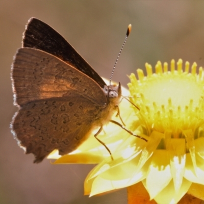 Paralucia pyrodiscus (Fiery Copper) at Wanniassa Hill - 20 Dec 2021 by RAllen