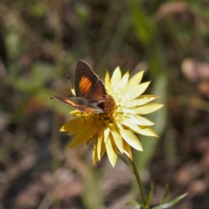 Paralucia pyrodiscus at Macarthur, ACT - suppressed