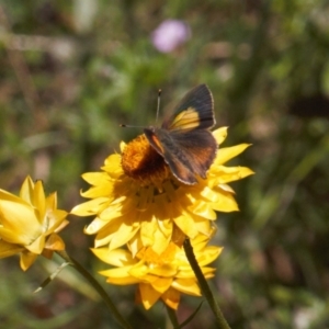 Paralucia pyrodiscus at Macarthur, ACT - suppressed