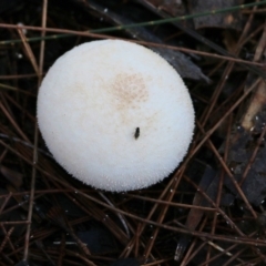 Unverified Puffball & the like at Bournda, NSW - 20 Dec 2021 by KylieWaldon