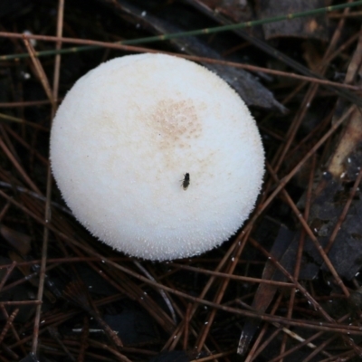 Unidentified Puffball & the like at Bournda National Park - 19 Dec 2021 by KylieWaldon