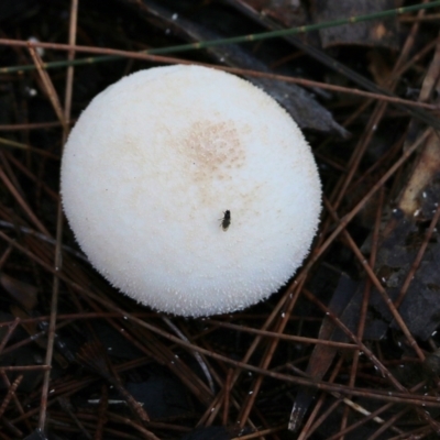 Unidentified Puffball & the like at Bournda, NSW - 20 Dec 2021 by KylieWaldon