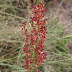 Rumex acetosella (Sheep Sorrel) at Molonglo River Reserve - 12 Dec 2021 by rossleetabak