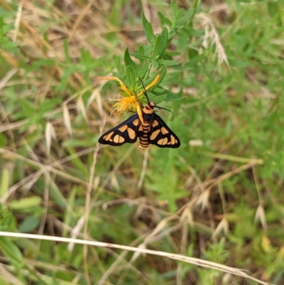 Amata (genus) (Handmaiden Moth) at Lower Molonglo - 12 Dec 2021 by rossleetabak