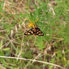 Amata (genus) (Handmaiden Moth) at Stromlo, ACT - 12 Dec 2021 by rossleetabak