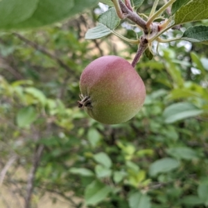 Malus pumila at Stromlo, ACT - 13 Dec 2021