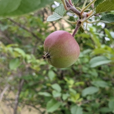 Malus pumila (Apple) at Lower Molonglo - 12 Dec 2021 by rossleetabak