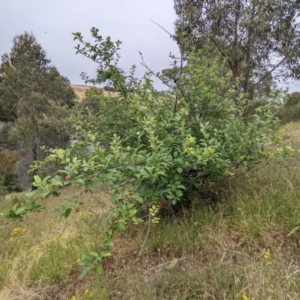 Malus pumila at Stromlo, ACT - 13 Dec 2021