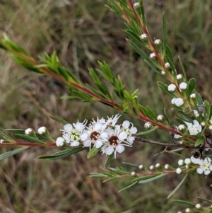 Kunzea ericoides at Stromlo, ACT - 13 Dec 2021