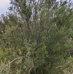 Kunzea ericoides at Stromlo, ACT - 13 Dec 2021