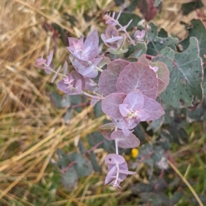 Eucalyptus rubida subsp. rubida at Stromlo, ACT - 13 Dec 2021