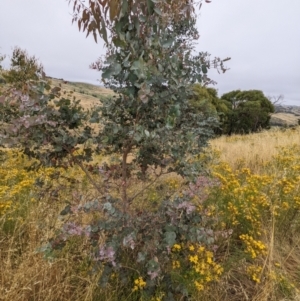 Eucalyptus rubida subsp. rubida at Stromlo, ACT - 13 Dec 2021 08:09 AM