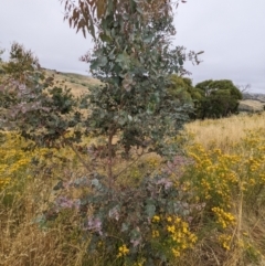 Eucalyptus rubida subsp. rubida at Stromlo, ACT - 13 Dec 2021