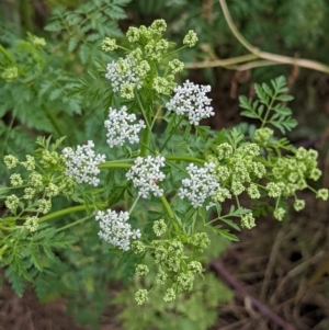 Conium maculatum at Stromlo, ACT - 13 Dec 2021 08:25 AM