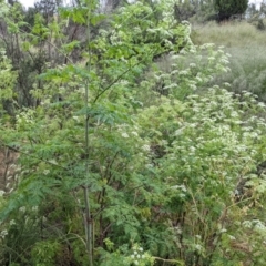 Conium maculatum at Stromlo, ACT - 13 Dec 2021