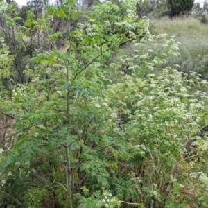 Conium maculatum at Stromlo, ACT - 13 Dec 2021 08:25 AM