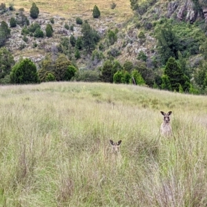 Macropus giganteus at Stromlo, ACT - 20 Dec 2021