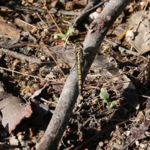 Orthetrum caledonicum at Bournda, NSW - 20 Dec 2021 07:11 AM