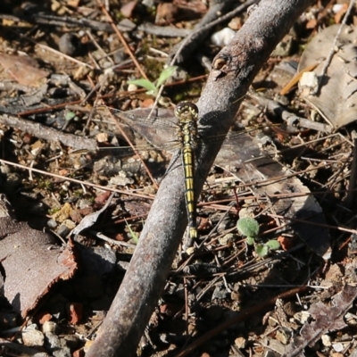 Orthetrum caledonicum (Blue Skimmer) at Bournda Environment Education Centre - 19 Dec 2021 by KylieWaldon