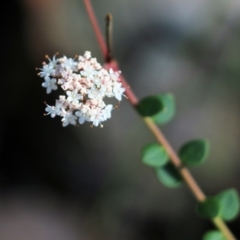 Platysace lanceolata (Shrubby Platysace) at Bournda Environment Education Centre - 19 Dec 2021 by KylieWaldon