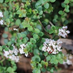 Platysace lanceolata at Bournda, NSW - 20 Dec 2021