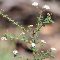 Platysace lanceolata at Bournda, NSW - 20 Dec 2021