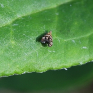 Tebenna micalis at Bournda, NSW - 20 Dec 2021 07:17 AM