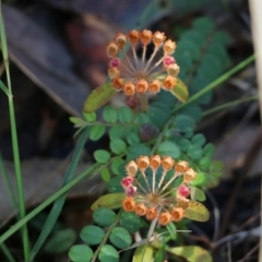 Pomax umbellata (A Pomax) at Bournda National Park - 19 Dec 2021 by KylieWaldon