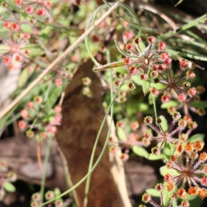 Pomax umbellata at Bournda, NSW - 20 Dec 2021