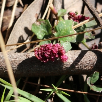 Telenomus sp. (genus) at Bournda National Park - 20 Dec 2021 by KylieWaldon