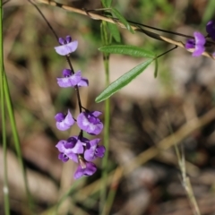 Glycine clandestina (Twining Glycine) at Bournda Environment Education Centre - 19 Dec 2021 by KylieWaldon