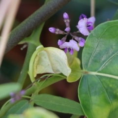 Glycine clandestina at Bournda, NSW - 20 Dec 2021