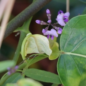 Glycine clandestina at Bournda, NSW - 20 Dec 2021 07:13 AM