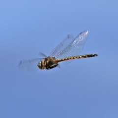 Hemicordulia australiae (Australian Emerald) at Kingston, ACT - 20 Dec 2021 by RodDeb