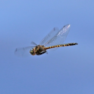 Hemicordulia australiae (Australian Emerald) at Jerrabomberra Wetlands - 20 Dec 2021 by RodDeb