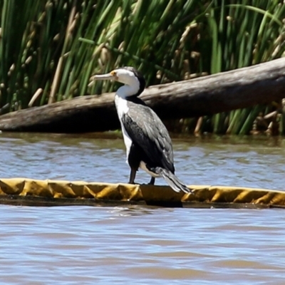 Phalacrocorax varius (Pied Cormorant) at Jerrabomberra Wetlands - 20 Dec 2021 by RodDeb