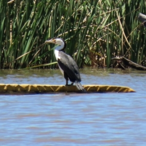 Phalacrocorax varius at Kingston, ACT - 20 Dec 2021