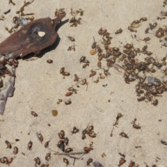 Ecnolagria grandis (Honeybrown beetle) at Surf Beach, NSW - 20 Dec 2021 by TrishGungahlin