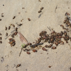 Ecnolagria grandis at Surf Beach, NSW - 20 Dec 2021