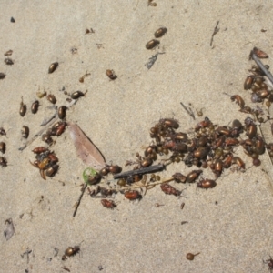 Ecnolagria grandis at Surf Beach, NSW - 20 Dec 2021 11:54 AM