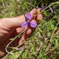 Arthropodium fimbriatum (Nodding Chocolate Lily) at Watson, ACT - 20 Dec 2021 by WalterEgo