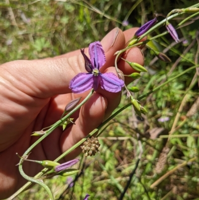 Arthropodium fimbriatum (Nodding Chocolate Lily) at Watson, ACT - 19 Dec 2021 by WalterEgo